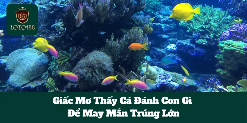 Giấc Mơ Thấy Cá Đánh Con Gì Để May Mắn Trúng Lớn 2 Giấc Mơ Thấy Cá Đánh Con Gì Để May Mắn Trúng Lớn