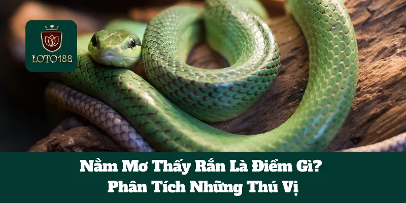 Nằm Mơ Thấy Rắn Là Điềm Gì? Phân Tích Những Thú Vị 4 Nằm Mơ Thấy Rắn Là Điềm Gì? Phân Tích Những Thú Vị